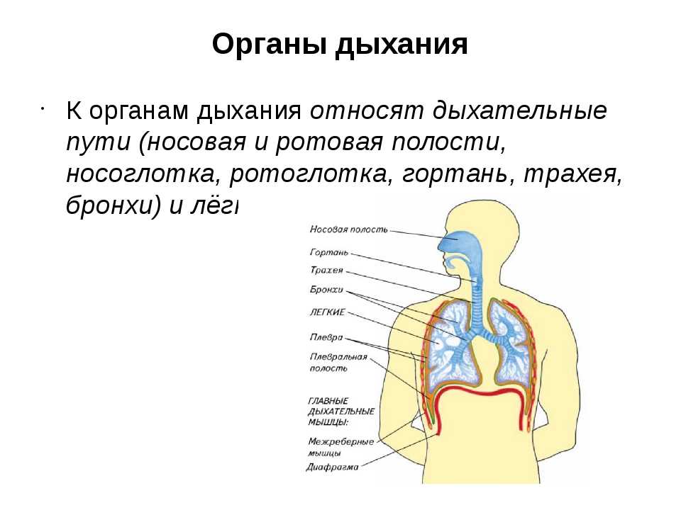 Вдох биология. Строение системы органов дыхания человека. Строение органов дыхания 8 класс биология. Строение дыхательной системы 8 класс биология. Строение дыхательной системы человека 8 класс.