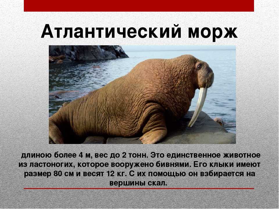 Морж