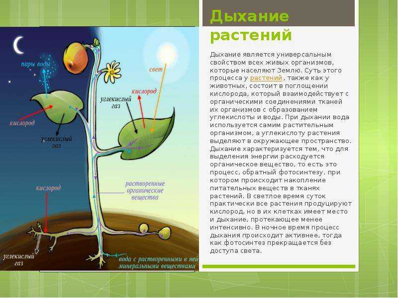 Дыхание растений, тест с ответами, 6 класс