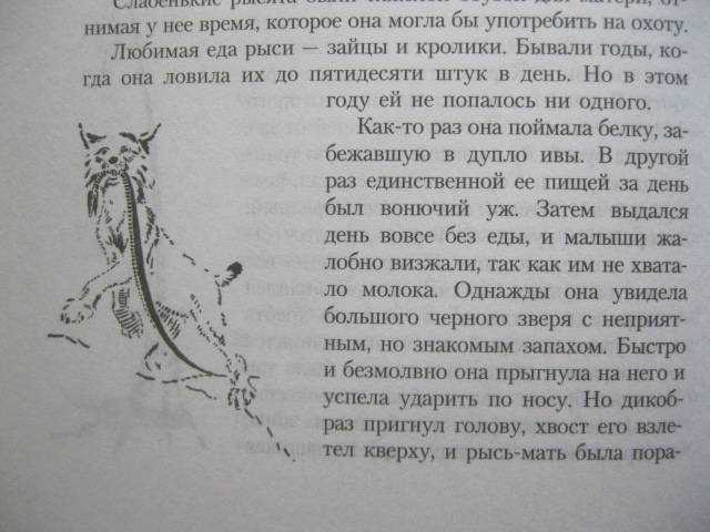 Томпсон мальчик и рысь. Сетон Томпсон для читательского дневника. Эрнест Сетон-Томпсон Дикие животные которых я знал. Краткое содержание рассказа рассказы о животных.