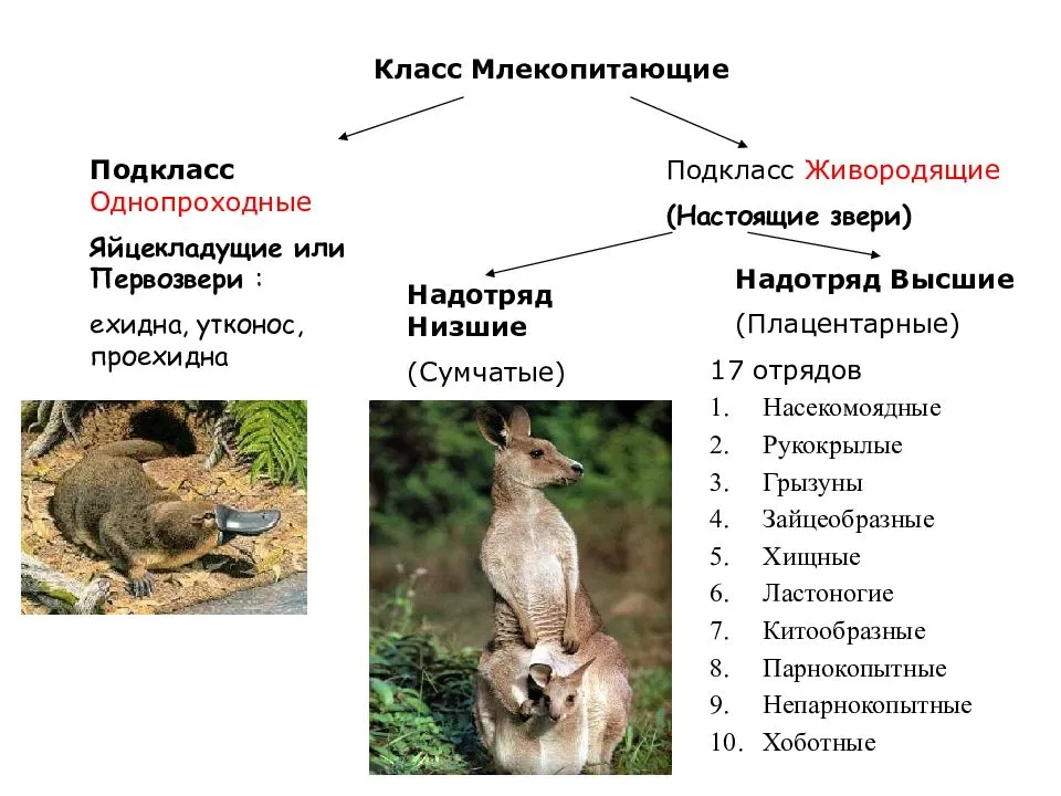 Сумчатые млекопитающие: представители и их характеристика