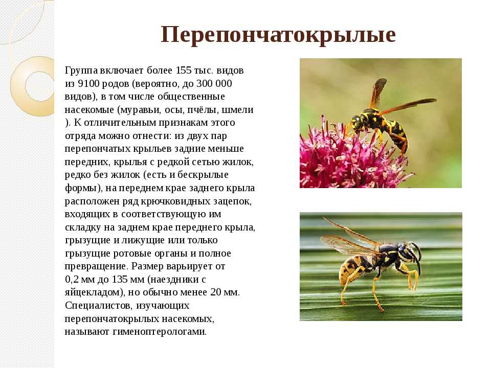 Кактус - сообщение доклад