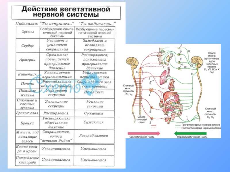 Всего 30 тестовых вопросов по теме Нервная система для 8 класса, с ответами Тесты для подготовки к контрольным и зачётным работам в школе по биологии
