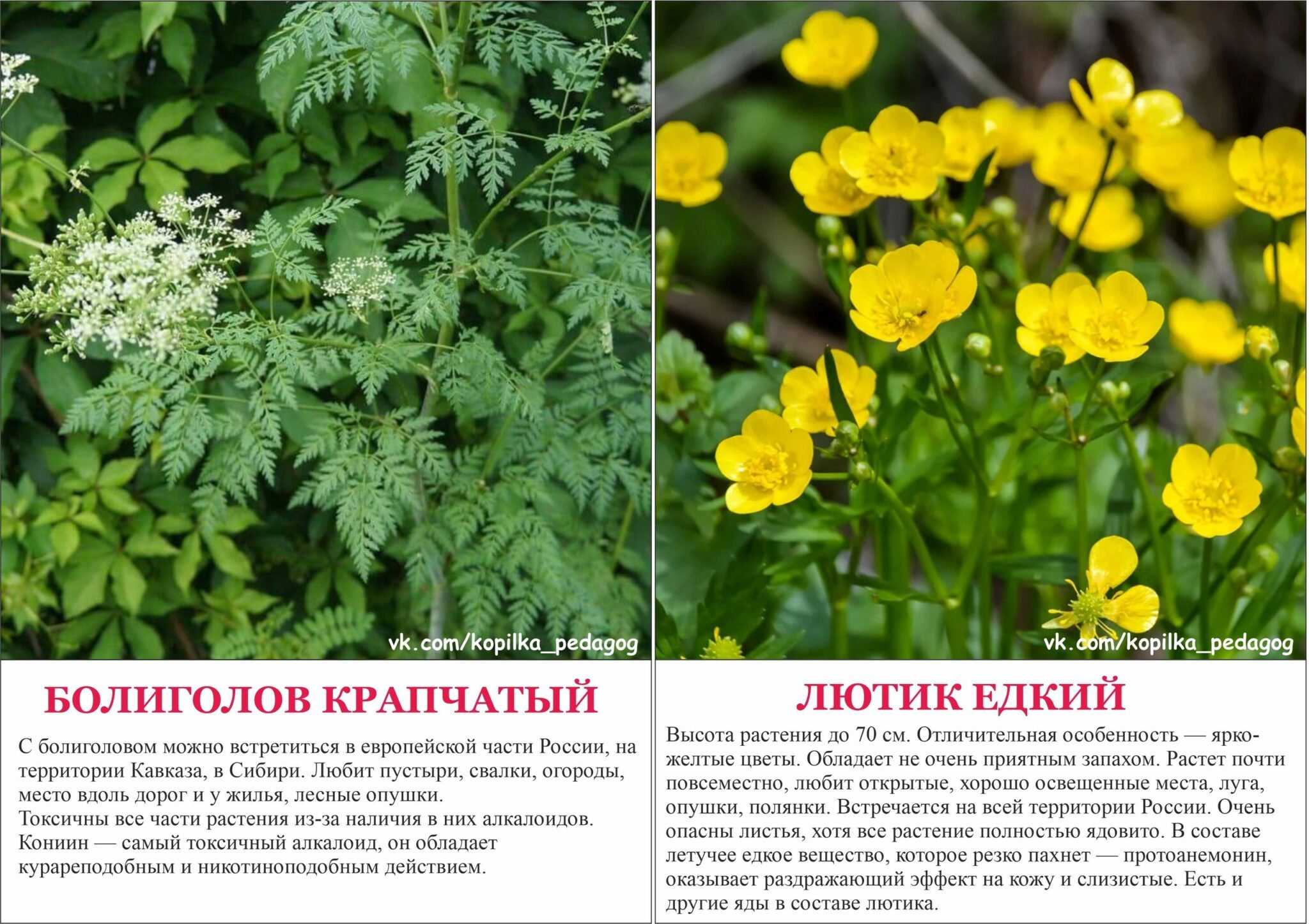 Правление ольги на руси (945-964) – кратко об основных событиях и политике