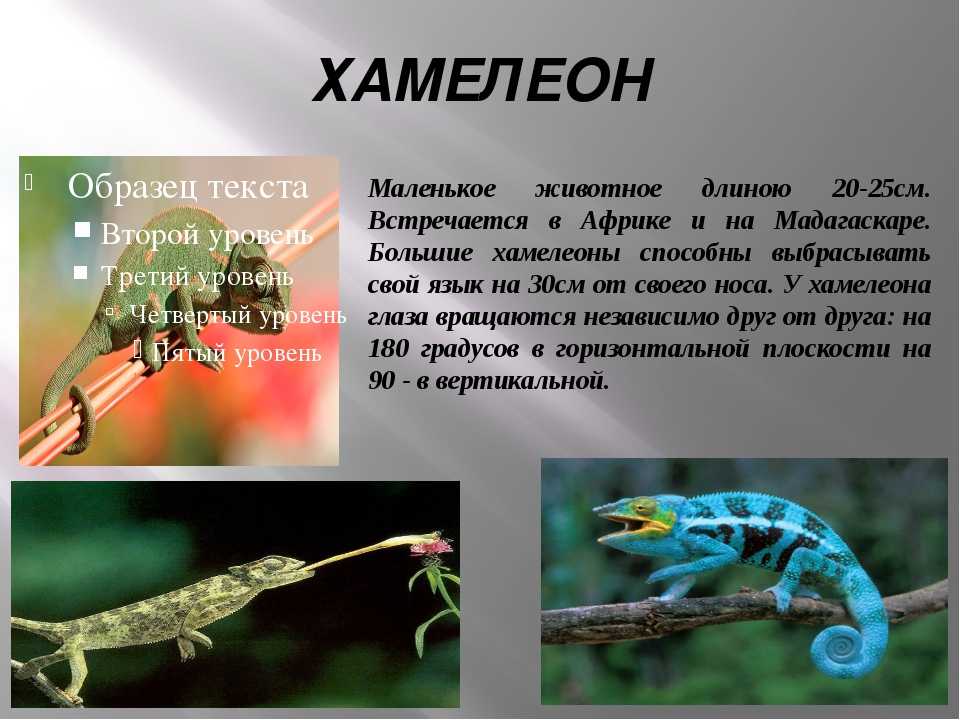 Сочинение что такое хамелеонство? (по рассказу чехова хамелеон)