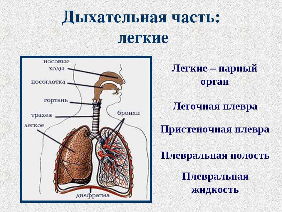 Тест по биологии дыхание 6 класс