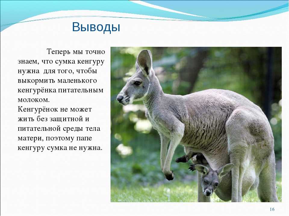 Кенгуру - подробное описание животного, где обитает, чем питается