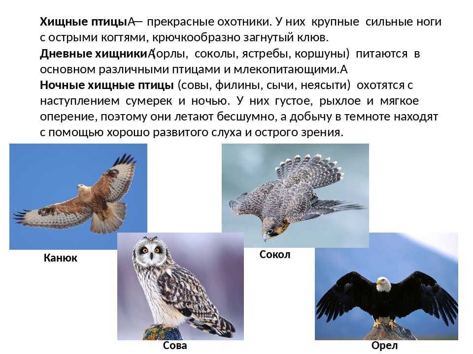 Хищные птицы (роды): коршуны, ястребы, орлы, соколы, луни и другие