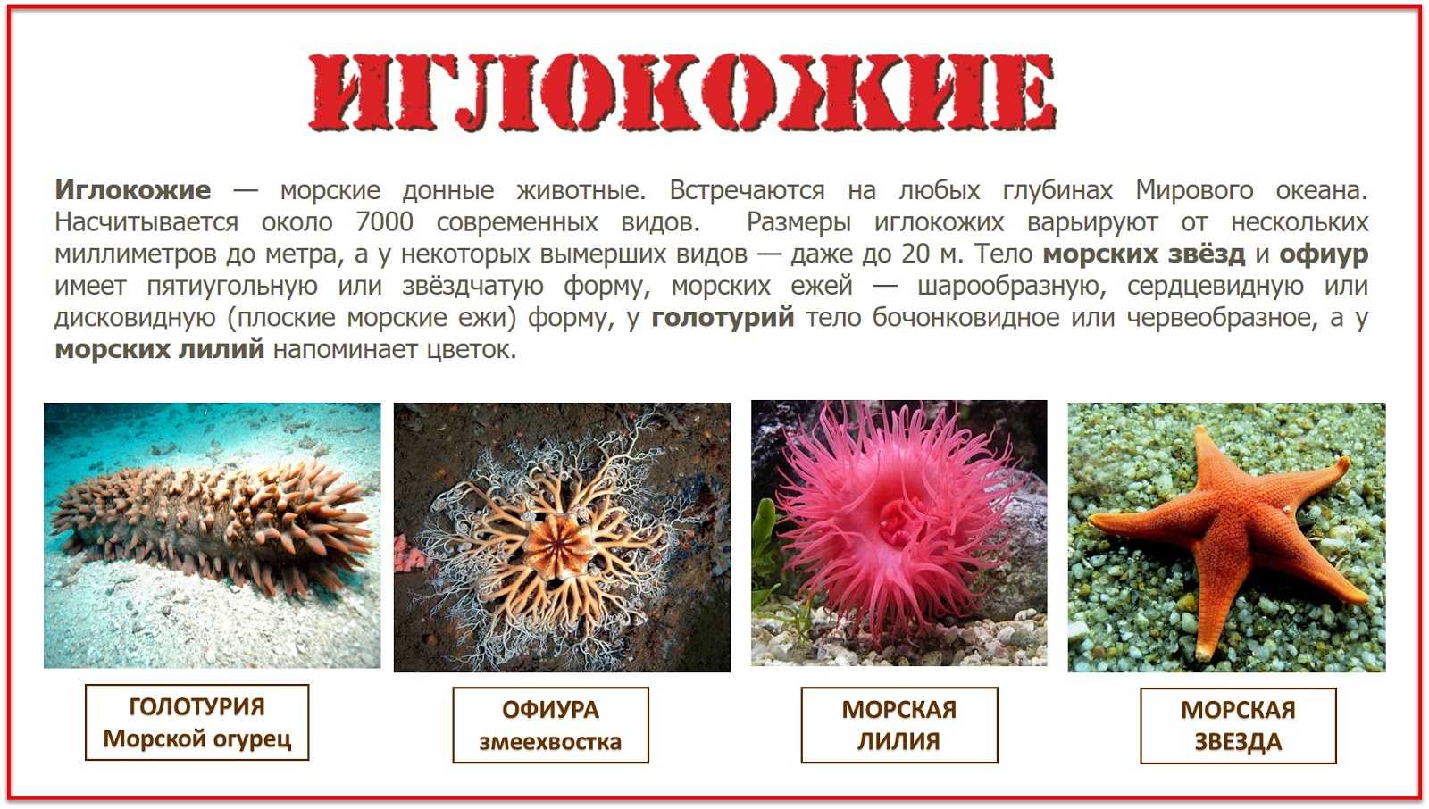 Доклад на тему собака сообщение